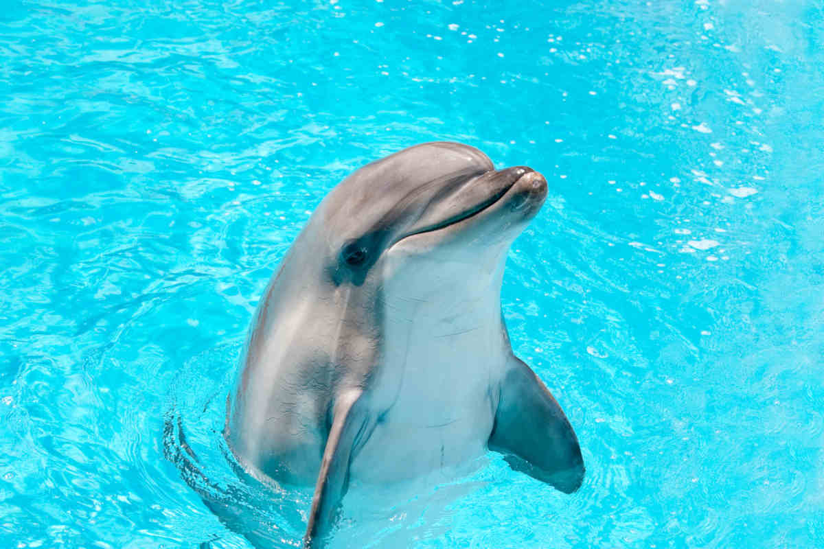 A dolphin